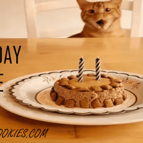 Cat Birthday Cake