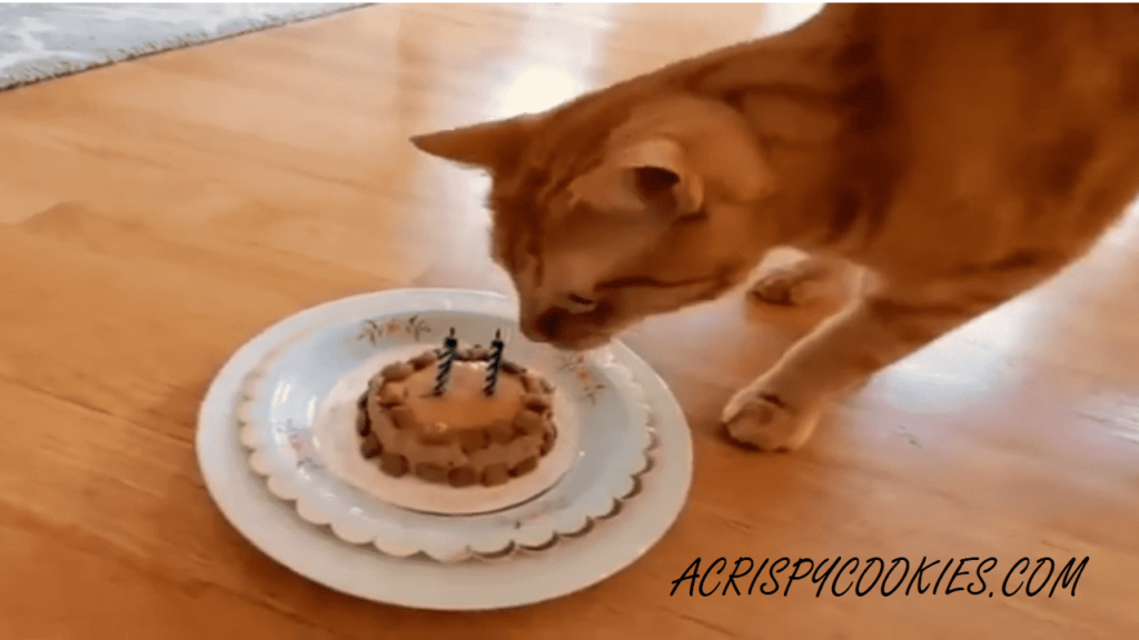 Cat's Birthday Cake