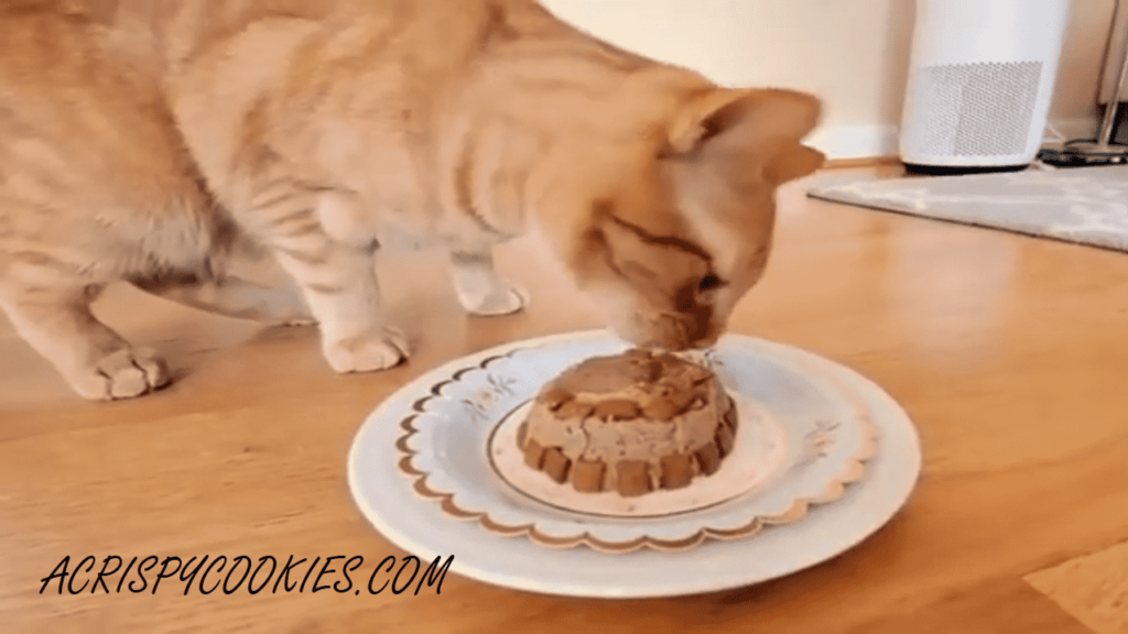 Special Cat Birthday Cake